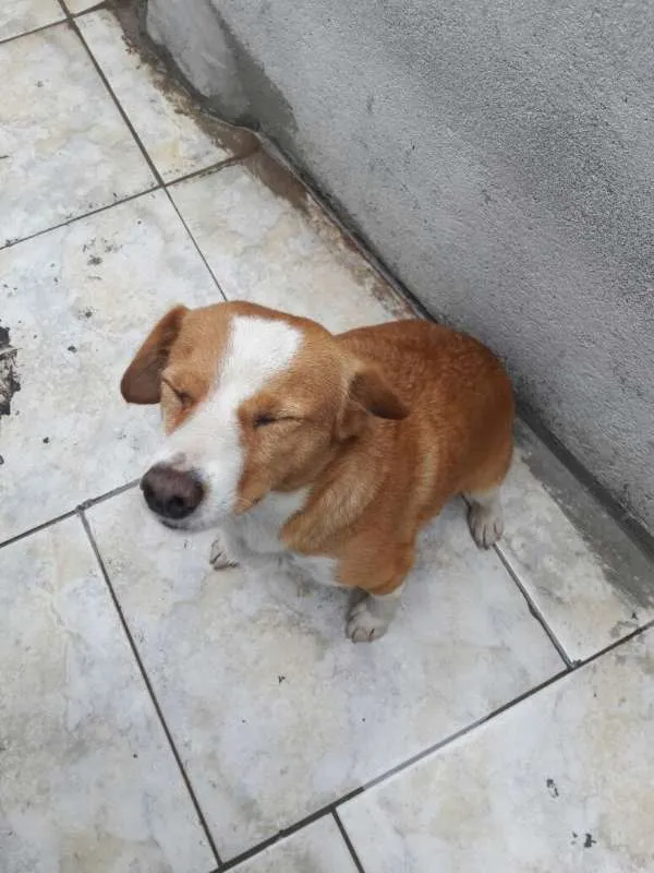 Cachorro ra a SRD idade 4 anos nome Menina