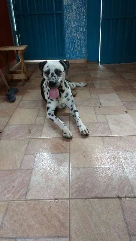 Cachorro ra a Dalmata idade 2 anos nome Lilica