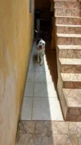 Lilica