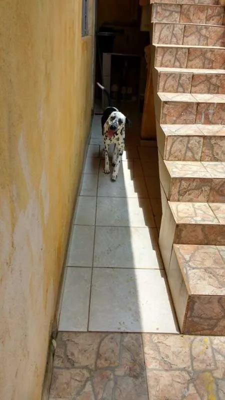 Cachorro ra a Dalmata idade 2 anos nome Lilica