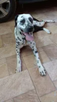 Lilica