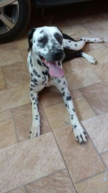 Cachorro ra a Dalmata idade 2 anos nome Lilica