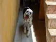 Lilica
