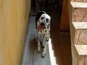 Cachorro ra a Dalmata idade 2 anos nome Lilica