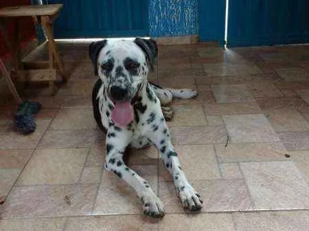Cachorro ra a Dalmata idade 2 anos nome Lilica