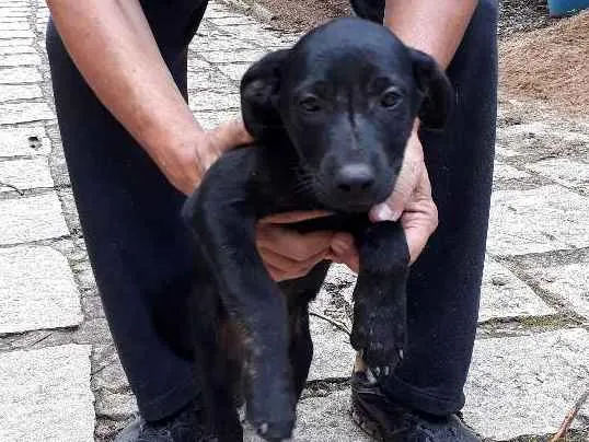 Cachorro ra a SRD idade Abaixo de 2 meses nome DUDU