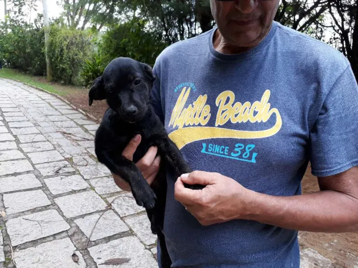Cachorro ra a SRD idade Abaixo de 2 meses nome DUDU