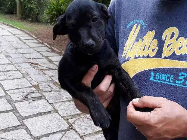 Cachorro ra a SRD idade Abaixo de 2 meses nome DUDU