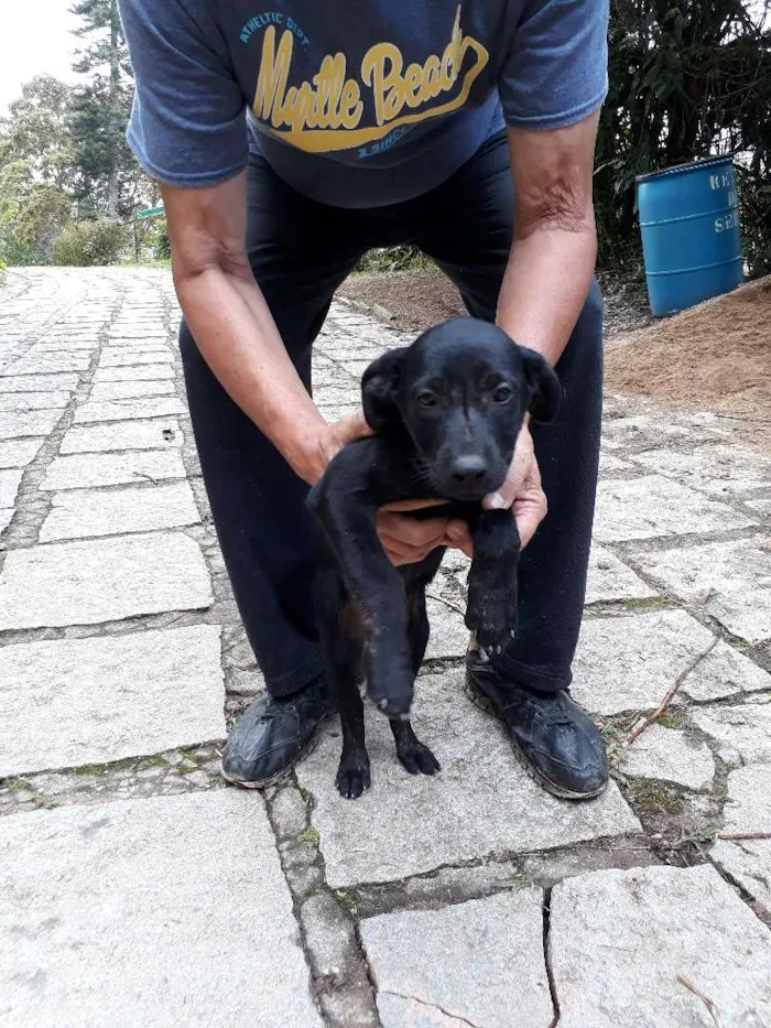 Cachorro ra a SRD idade Abaixo de 2 meses nome DUDU