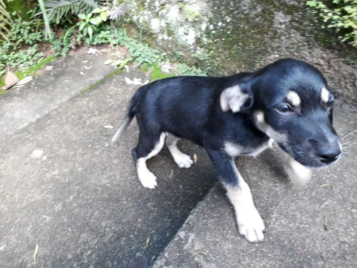 Cachorro ra a SRD idade Abaixo de 2 meses nome DUDA