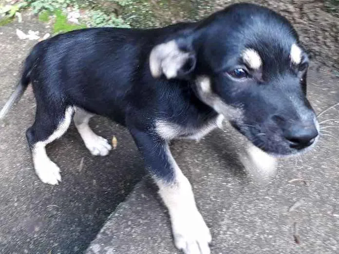 Cachorro ra a SRD idade Abaixo de 2 meses nome DUDA
