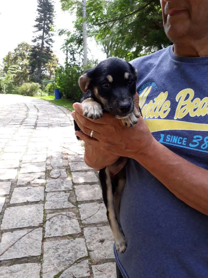 Cachorro ra a SRD idade Abaixo de 2 meses nome DUDA