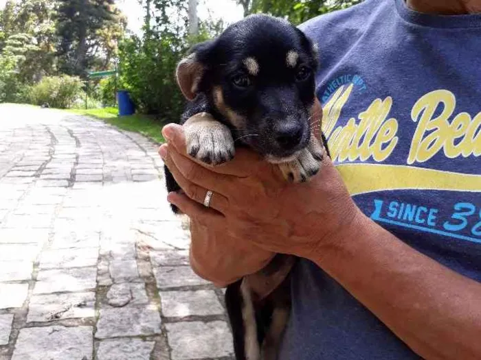 Cachorro ra a SRD idade Abaixo de 2 meses nome DUDA