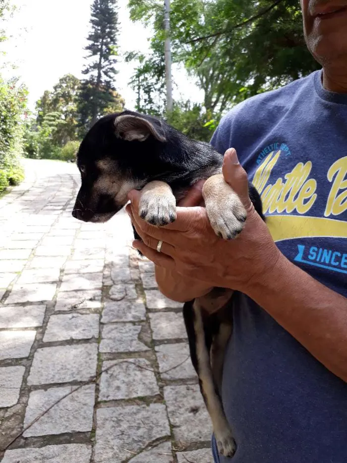 Cachorro ra a SRD idade Abaixo de 2 meses nome DUDA