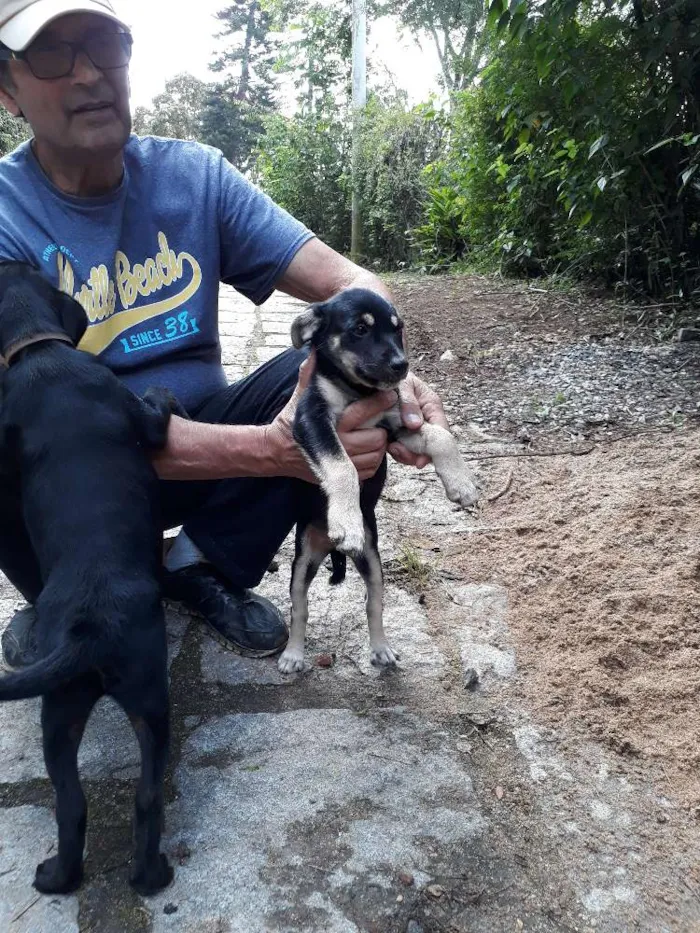 Cachorro ra a SRD idade Abaixo de 2 meses nome DUDA