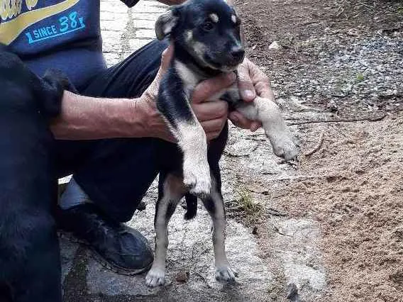 Cachorro ra a SRD idade Abaixo de 2 meses nome DUDA