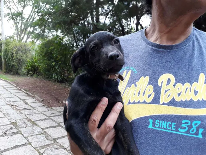Cachorro ra a SRD idade Abaixo de 2 meses nome DEDE