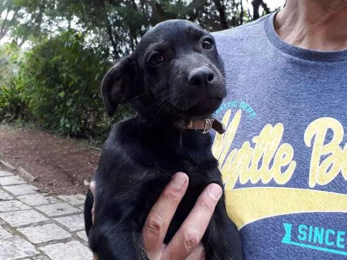 Cachorro ra a SRD idade Abaixo de 2 meses nome DEDE