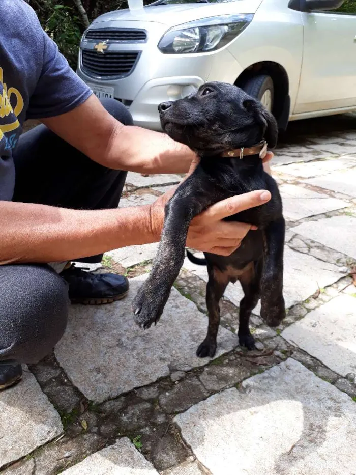 Cachorro ra a SRD idade Abaixo de 2 meses nome DEDE