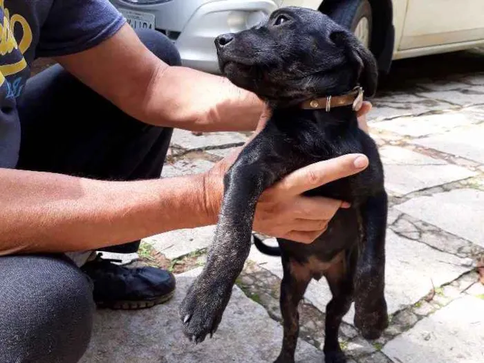 Cachorro ra a SRD idade Abaixo de 2 meses nome DEDE