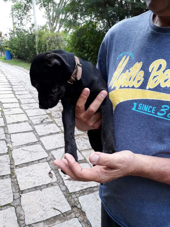 Cachorro ra a SRD idade Abaixo de 2 meses nome DEDE