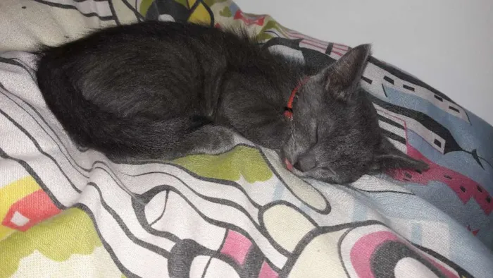 Gato ra a Misturado idade 2 a 6 meses nome Ainda não possui nom