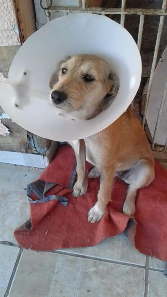 Cachorro ra a SRD idade 1 ano nome Vanylla