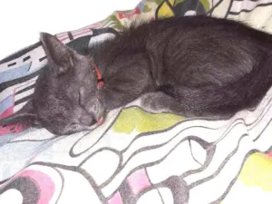 Gato raça Misturado idade 2 a 6 meses nome Ainda não possui nom