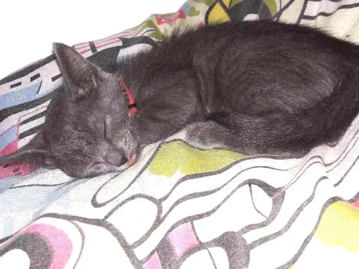 Gato ra a Misturado idade 2 a 6 meses nome Ainda não possui nom