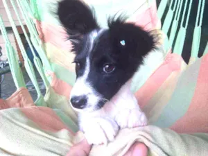 Cachorro raça Srd idade 2 a 6 meses nome Clarinha