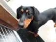 Bolinha 