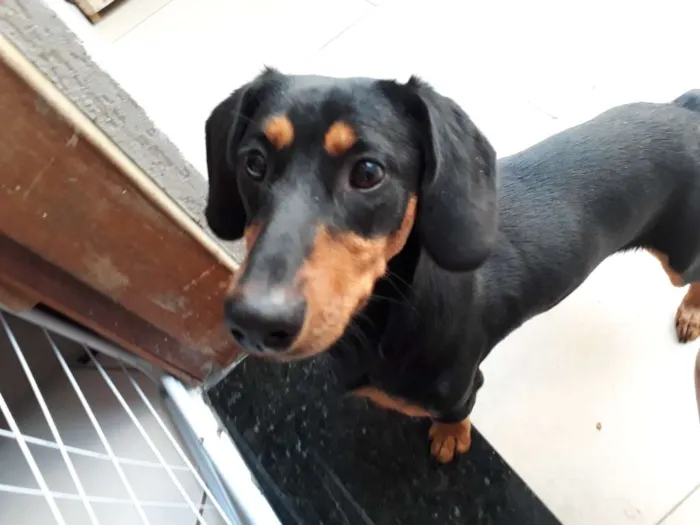 Cachorro ra a Vira-lata  idade 1 ano nome Bolinha 
