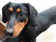 Bolinha 