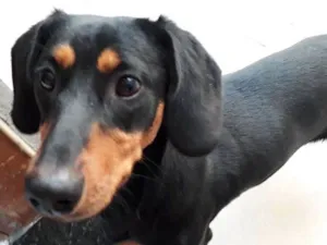 Cachorro raça Vira-lata  idade 1 ano nome Bolinha 