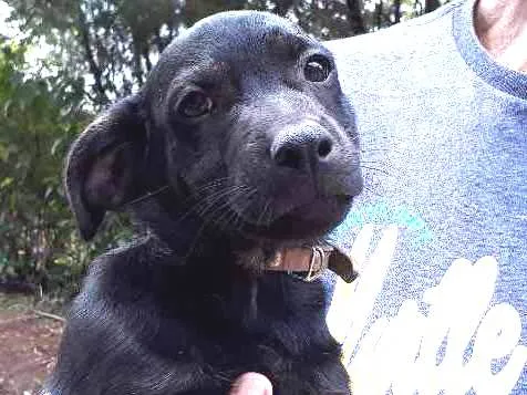 Cachorro ra a SRD idade Abaixo de 2 meses nome DEDE