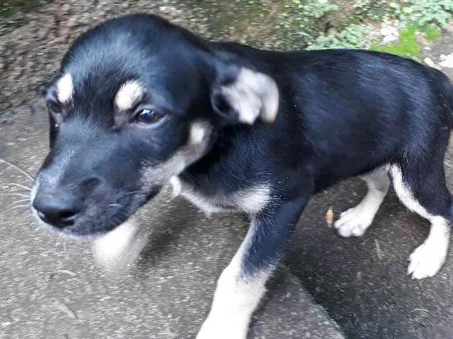 Cachorro ra a SRD idade Abaixo de 2 meses nome DUDA