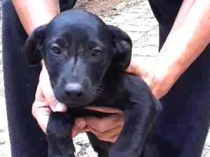 Cachorro raça SRD idade Abaixo de 2 meses nome DUDU
