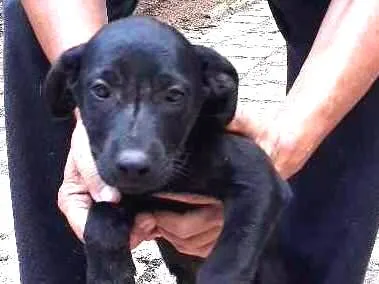 Cachorro ra a SRD idade Abaixo de 2 meses nome DUDU