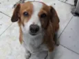 Menina
