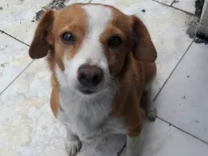 Cachorro raça SRD idade 4 anos nome Menina