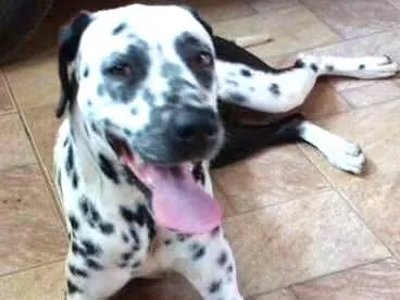 Cachorro ra a Dalmata idade 2 anos nome Lilica