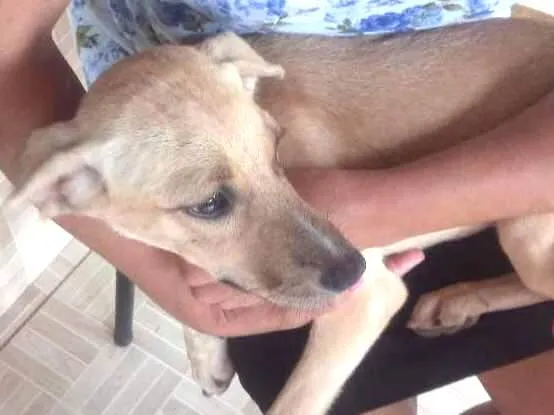 Cachorro ra a Vira-lata idade 2 a 6 meses nome  Branquinha 