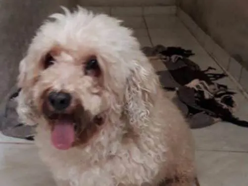 Cachorro ra a Poodle idade 1 ano nome Fofão