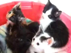 Gato raça SRD idade 2 a 6 meses nome Filhotes