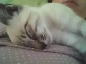 Gato raça Vira-lata idade 2 a 6 meses nome Haroldo
