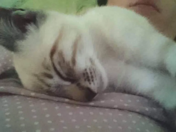 Gato ra a Vira-lata idade 2 a 6 meses nome Haroldo