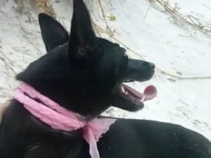 Cachorro raça Viralata idade 1 ano nome Nina