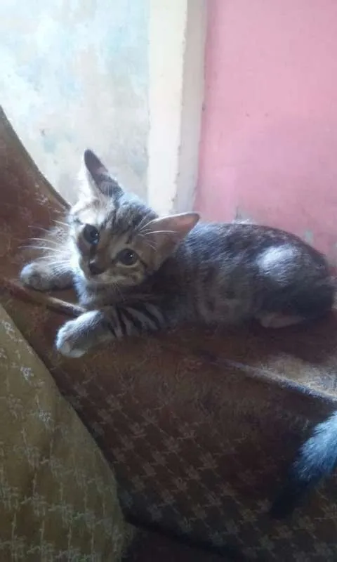 Gato raça  idade 2 a 6 meses nome Filhotes