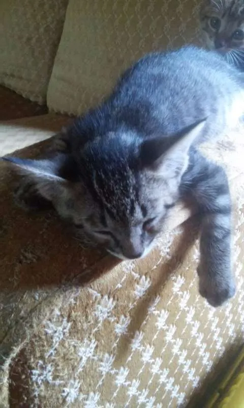 Gato raça  idade 2 a 6 meses nome Filhotes