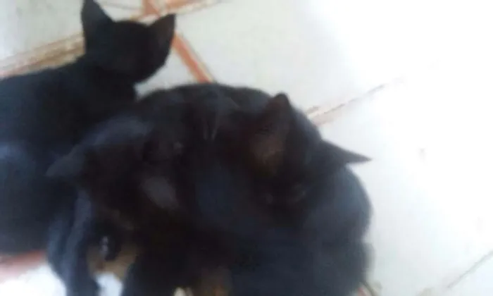 Gato raça  idade 2 a 6 meses nome Filhotes
